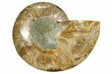 Cut & Polished Ammonite Fossil (Half) - Madagascar #369590-1